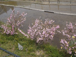02.道端に美しい花が.JPG