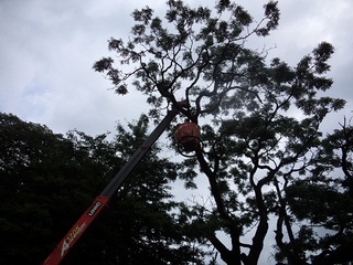 03.何と高い所の木をこれで切っています。　羽澤建設さんの重機があるのでこんな作業も.JPG