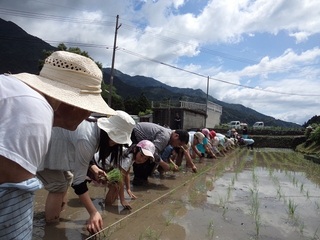 05.田植え風景　松山からも.JPG