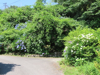 IMG_6354.JPG