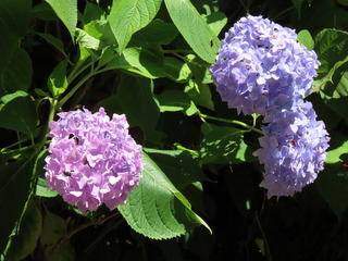 IMG_6359.JPG