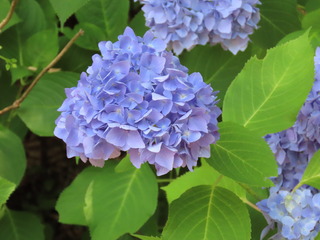 IMG_6362.JPG